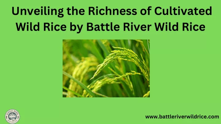 unveiling the richness of cultivated wild rice