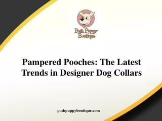 Pampered Pooches The Latest Trends in Designer Dog Collars