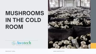 mushroom in refrigerated space-mushroom cultivation