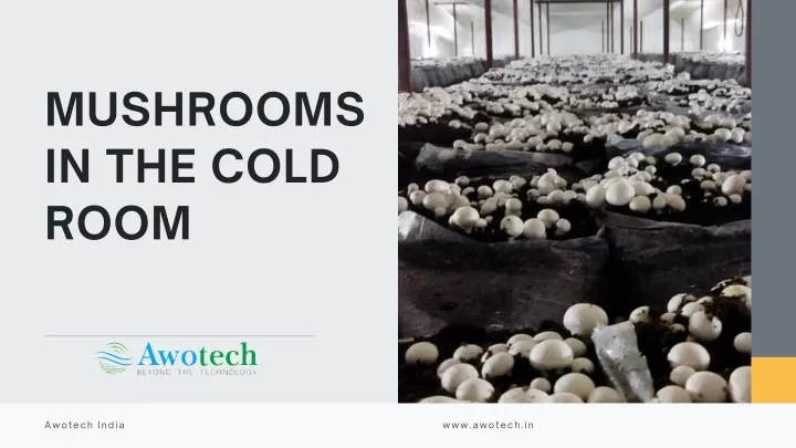 mushrooms in the cold room