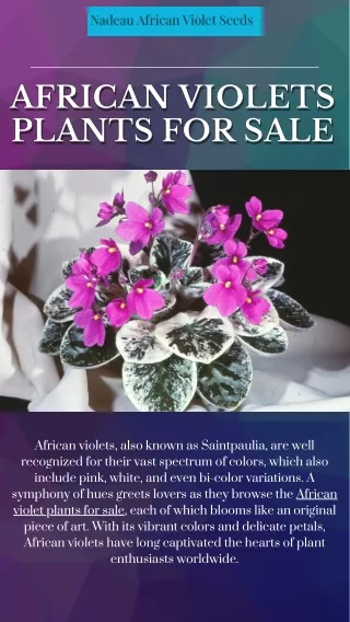 African Violet Plants for Sale Nadeau African Violet Seeds