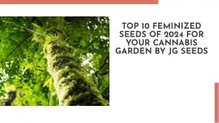 Top 10 Feminized Seeds of 2024 For Your Cannabis Garden By JG Seeds