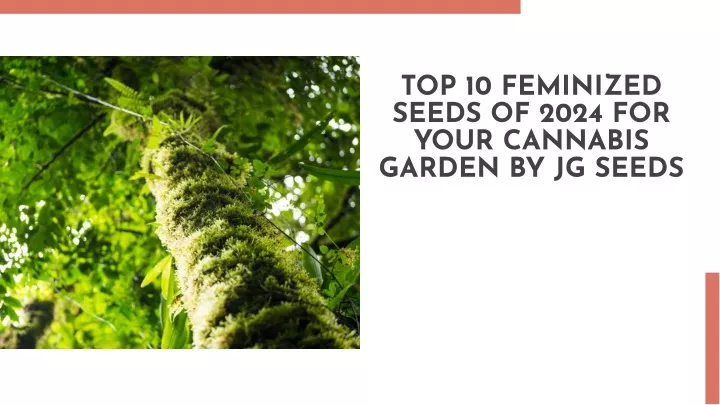 top 10 feminized seeds of 2024 for your cannabis