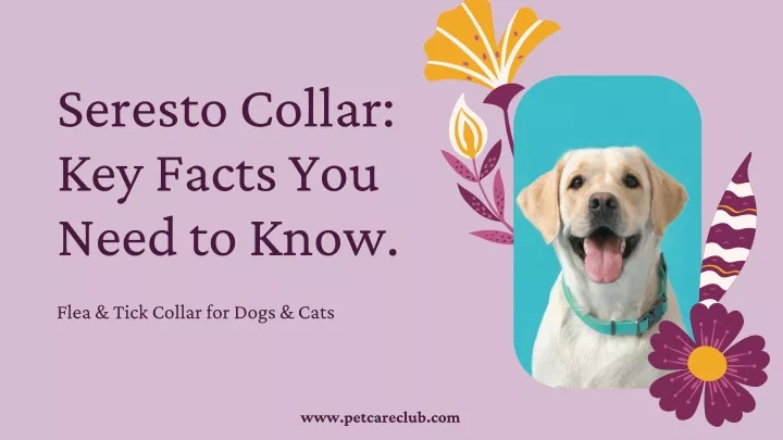 seresto collar key facts you need to know