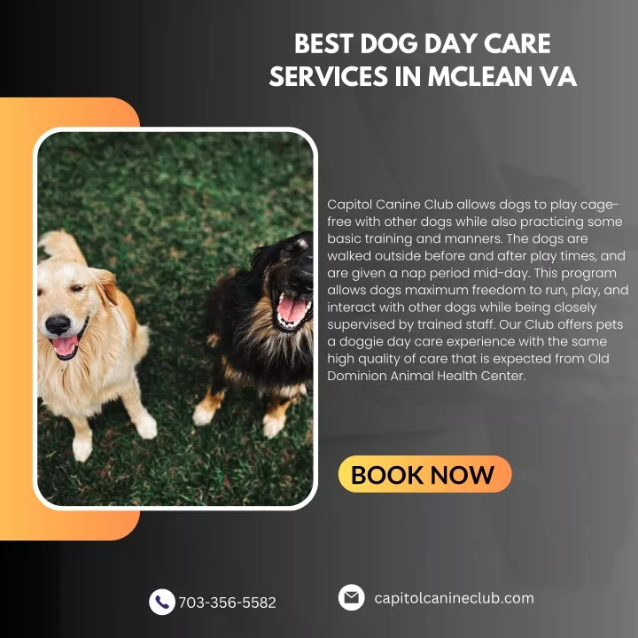 best dog day care services in mclean va