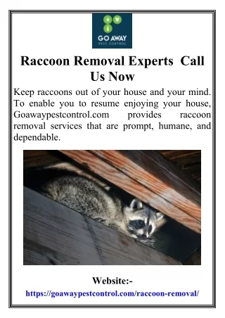 Raccoon Removal Experts - Call Us Now