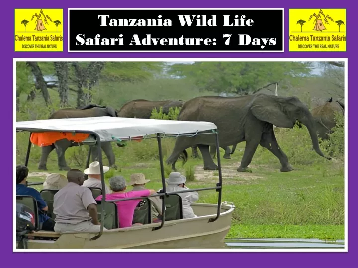 tanzania wild life safari adventure 7 days