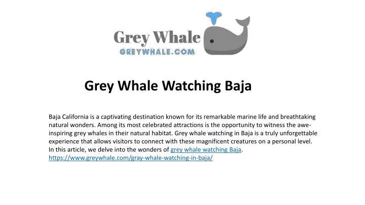 grey whale watching baja