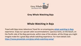 Best Baja Gray Whale Watching Travels