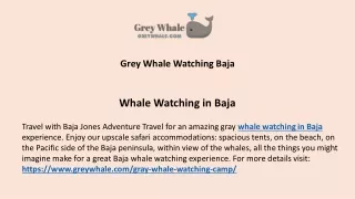 Whale watching in Baja