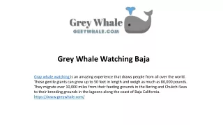 Travel To Watch Gray Whales of Baja