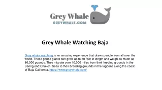 Travel To Watch Gray Whales of Baja