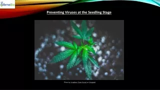 Preventing Viruses at the Seedling Stage