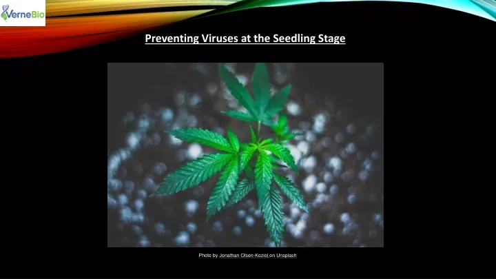 preventing viruses at the seedling stage