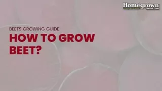 beets growing guide