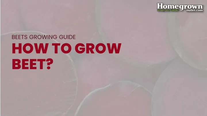 beets growing guide