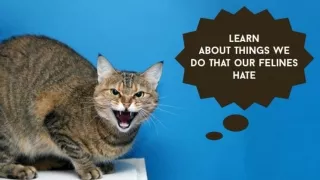 Learn About Things We Do That Our Felines Hate