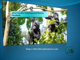 3Days Gorilla Trekking and Queen Elizabeth