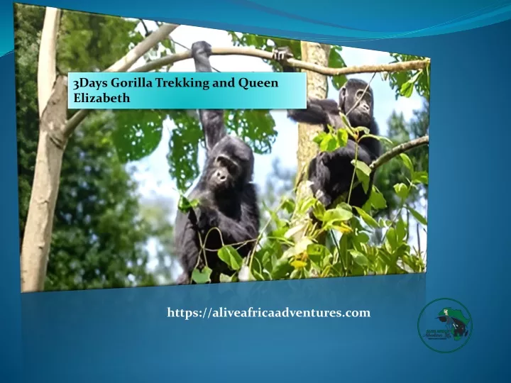 3days gorilla trekking and queen elizabeth