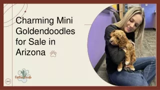 Charming Mini Goldendoodles for Sale in Arizona