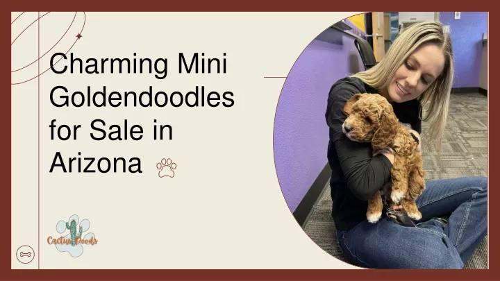 charming mini goldendoodles for sale in arizona