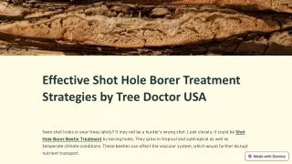 Effective Shot Hole Borer Treatment Strategies by Tree Doctor USA