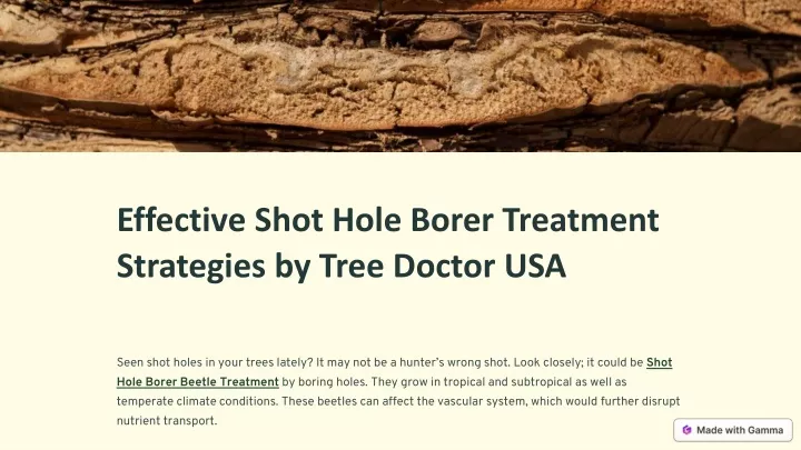 effective shot hole borer treatment strategies