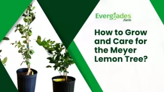 How to Grow and Care for the Meyer Lemon Tree