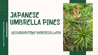 Elevating Elegance Japanese Umbrella Pines in Contemporary Landscapes