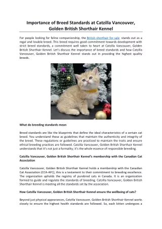 Importance of Breed Standards atCatzilla Vancouver, Golden British Shorthair Kennel