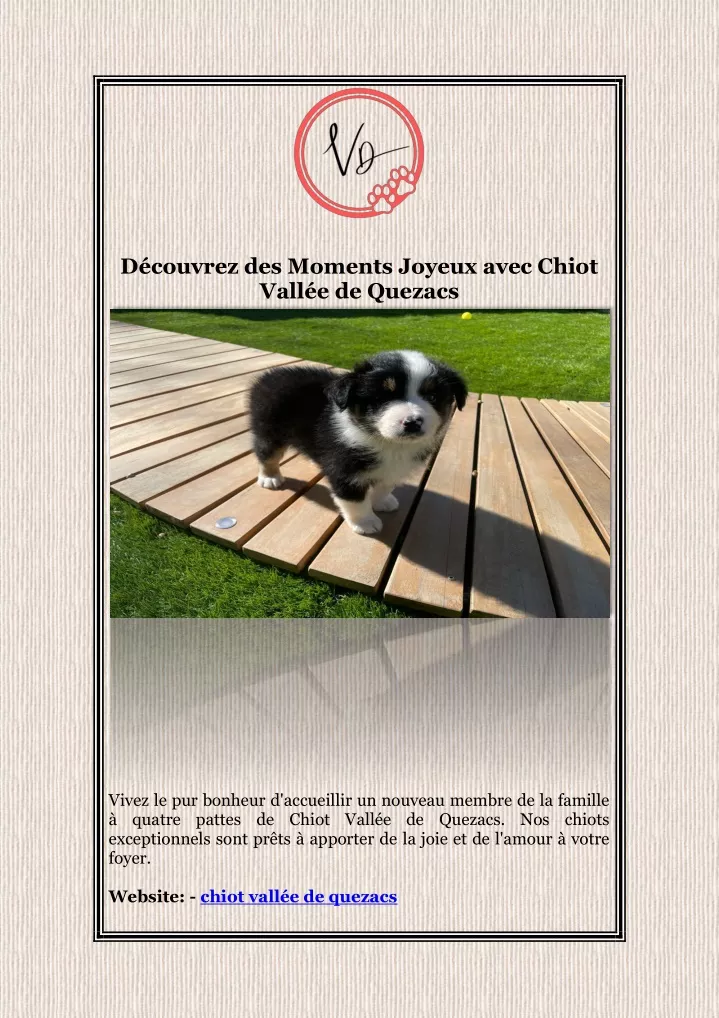 d couvrez des moments joyeux avec chiot vall