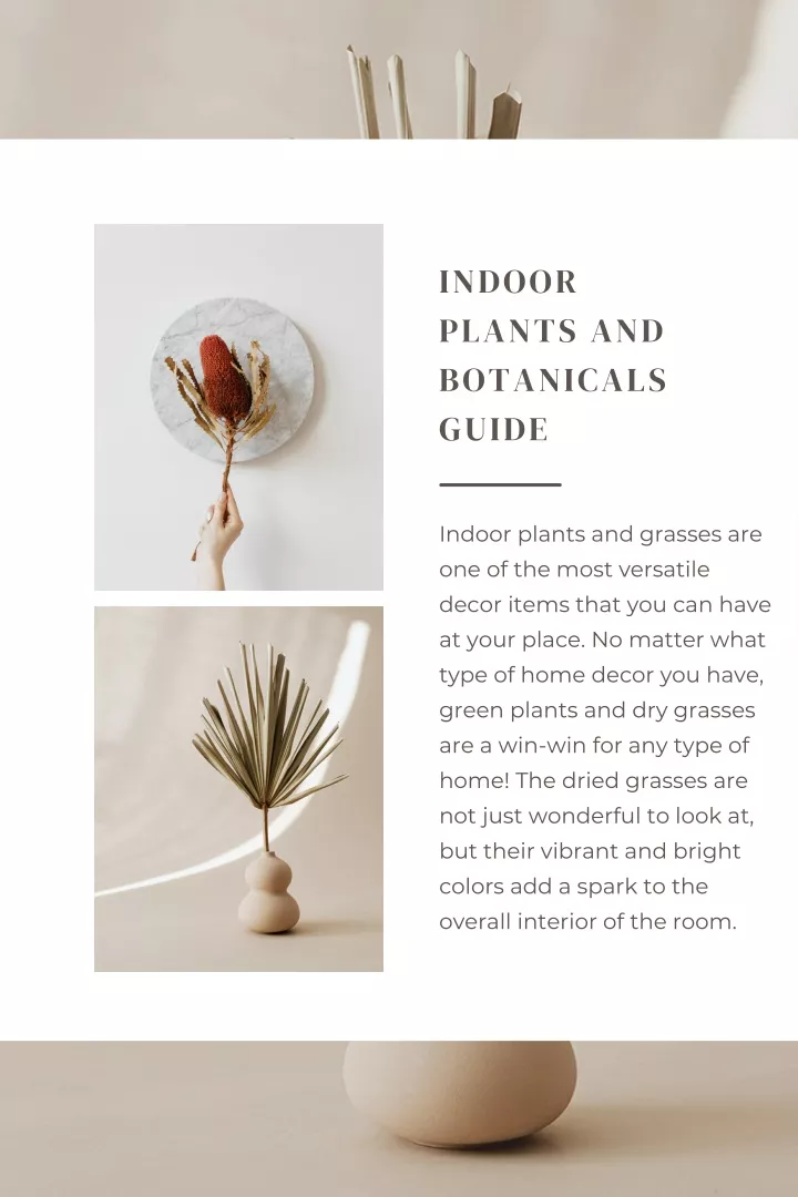 indoor plants and botanicals guide