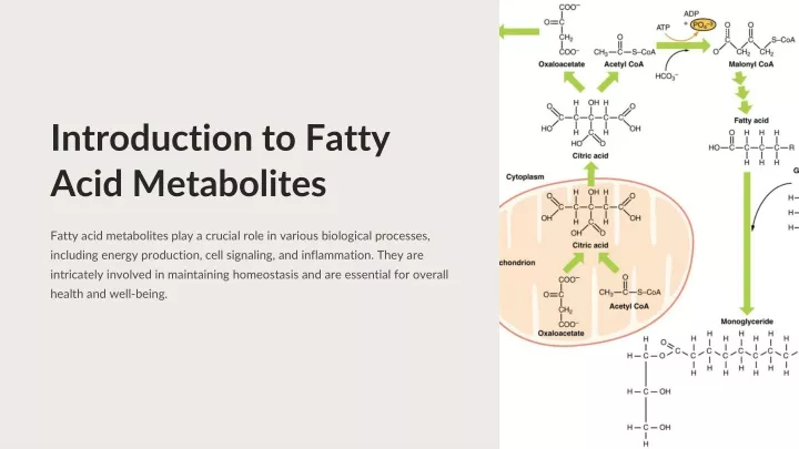 introduction to fatty acid metabolites