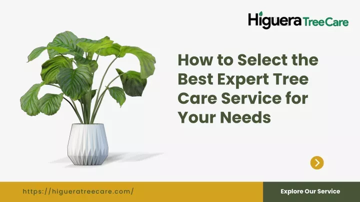 how to select the best expert tree care service