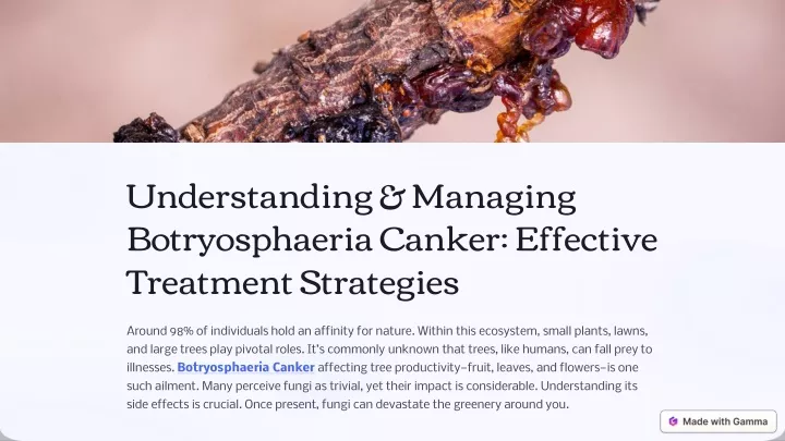 understanding managing botryosphaeria canker