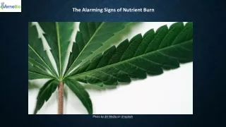The Alarming Signs of Nutrient Burn