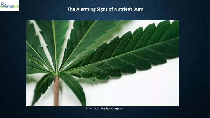 the alarming signs of nutrient burn