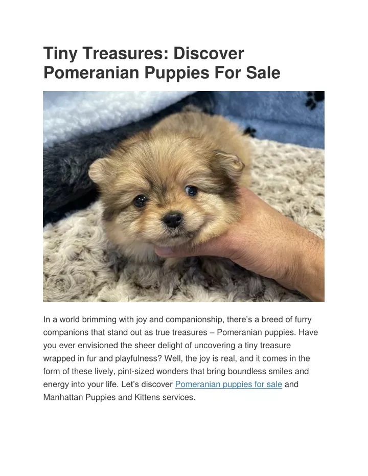 tiny treasures discover pomeranian puppies