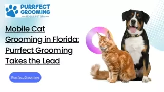 Mobile Cat Grooming in Florida: Purrfect Grooming Takes the Lead