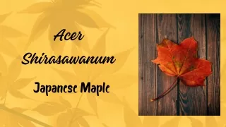 Explore the Enchanting Beauty of Acer Shirasawanum Varieties