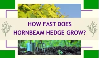 How Fast Does Hornbeam hedge Grow?