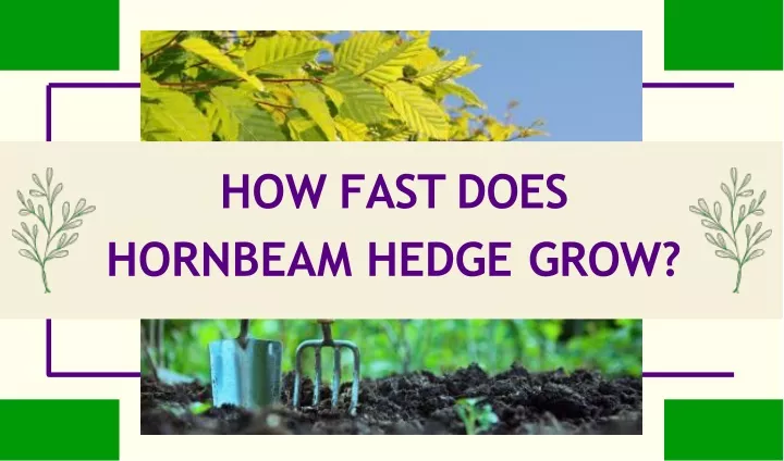 how fast does hornbeam hedge grow