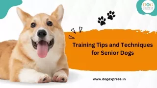 Training Tips and Techniques for Senior Dogs
