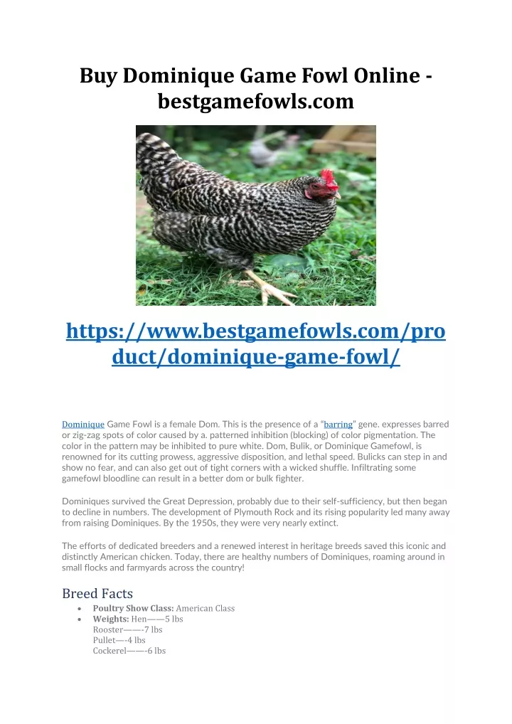 PPT - Buy Dominique Game Fowl - bestgamefowls.com PowerPoint ...