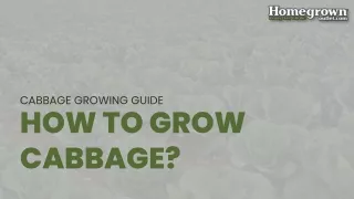cabbage growing guide