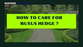How to care for buxus hedge?