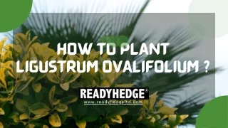 How to Plant ligustrum ovalifolium?