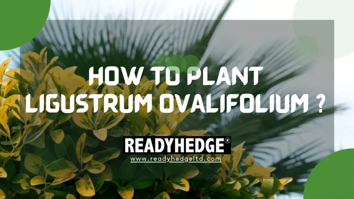 how to plant ligustrum ovalifolium