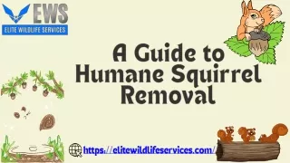 A Guide to Humane Squirrel Removal