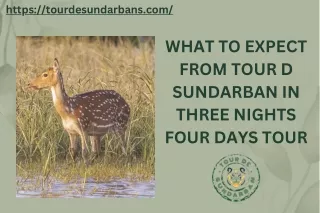 Three Nights Four Days Tour in Sundarban